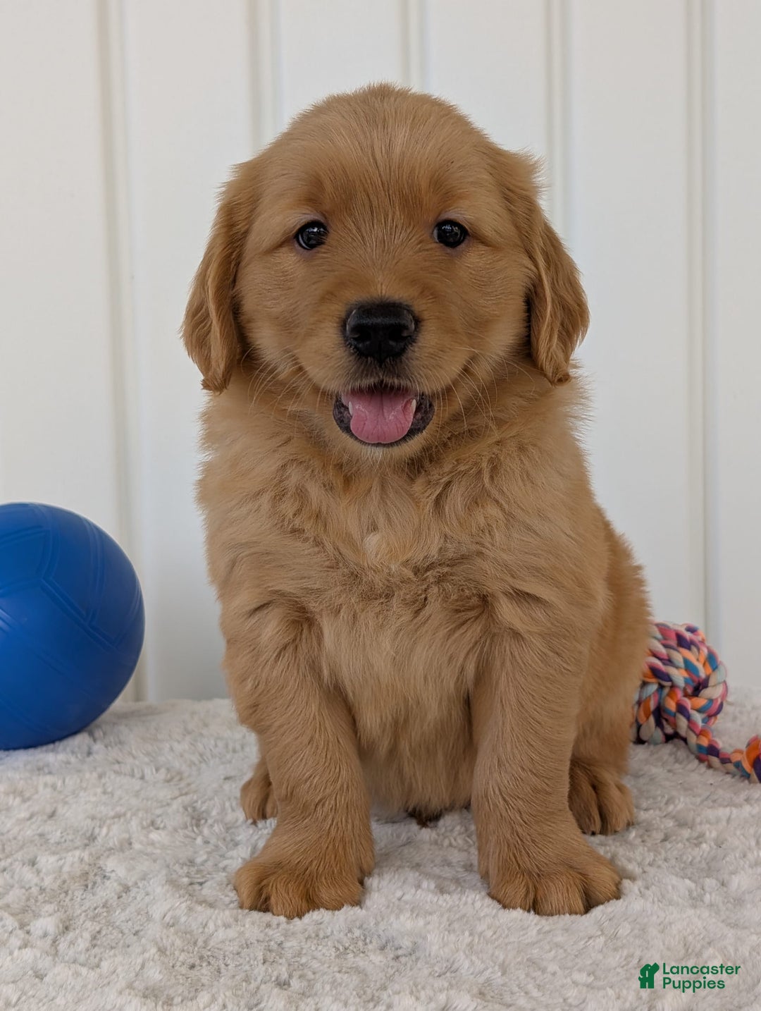 Golden Retriever dogs for sale: Brady - Image 5