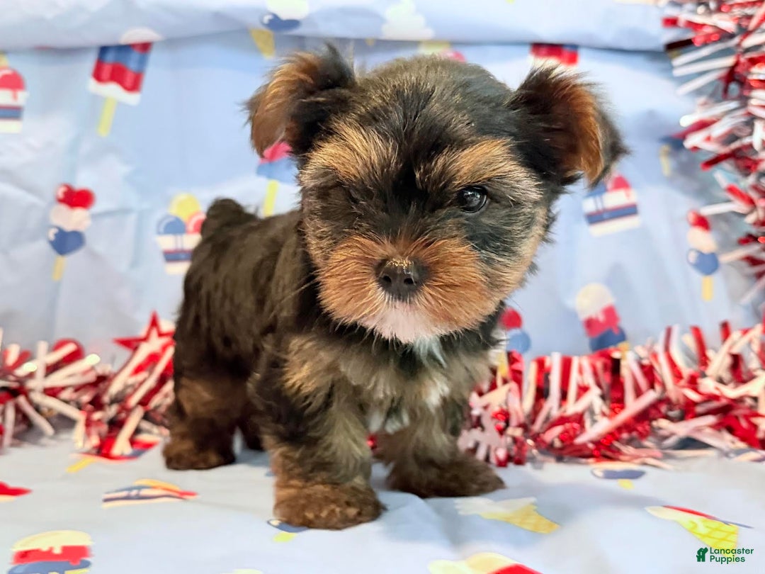 Yorkshire Terrier dogs for sale: Grumpy - Image 5