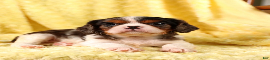 Edgar