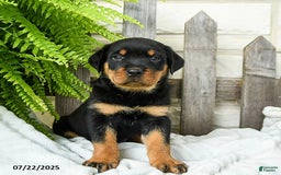 Rottweiler dogs for sale: Slate - Image 2