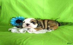 English Bulldog dogs for sale: Katrina - Image 1