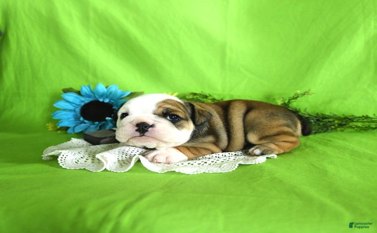 English Bulldog dogs for sale - Ad 2