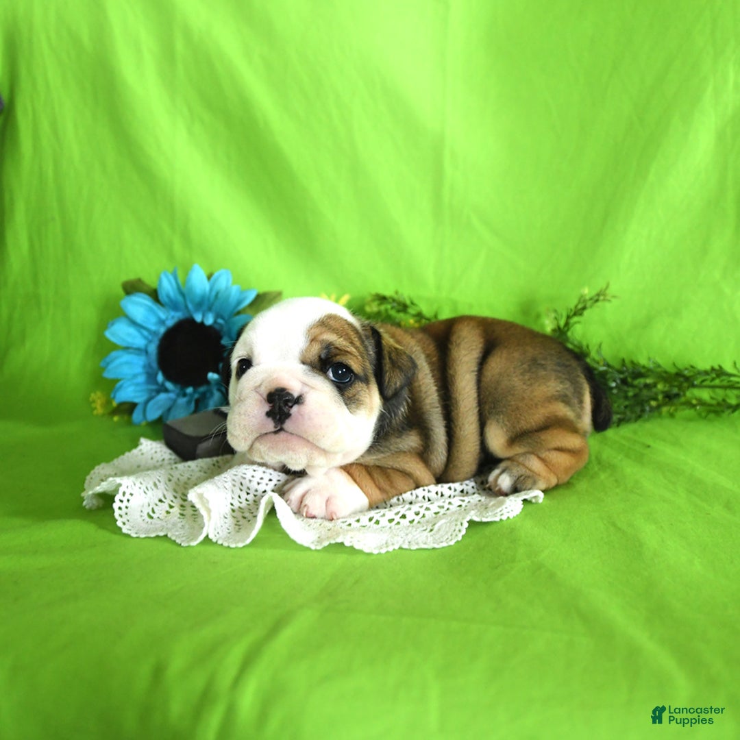English Bulldog dogs for sale: Katrina - Image 1