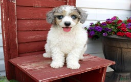 Miniature Poodle dogs for sale: Bingo - Image 3
