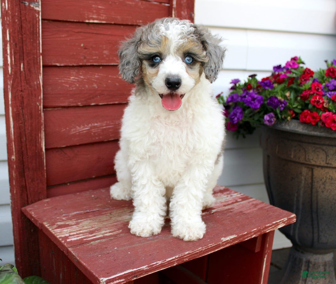 Miniature Poodle dogs for sale: Bingo - Image 3