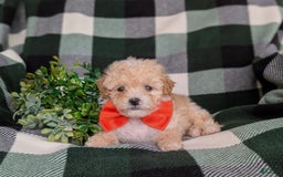 Miniature Poodle dogs for sale: Brock - Image 8