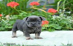 French Bulldog dogs for sale: Brittany - Image 1