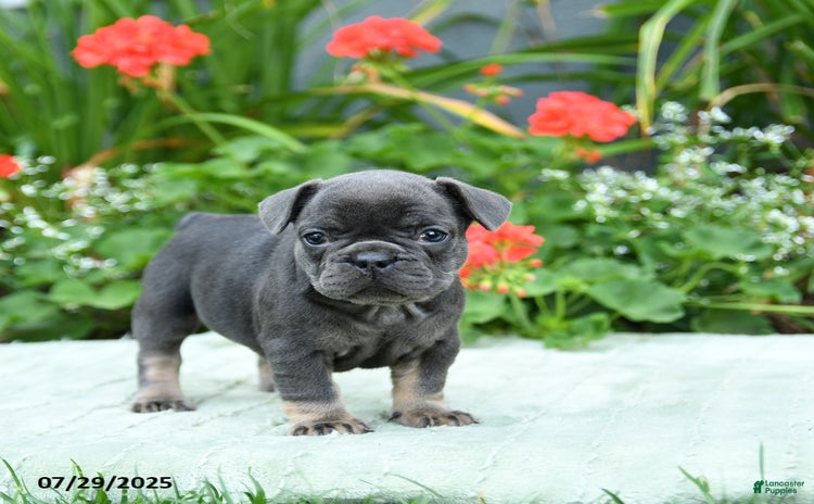 French Bulldog dogs for sale - Ad 1