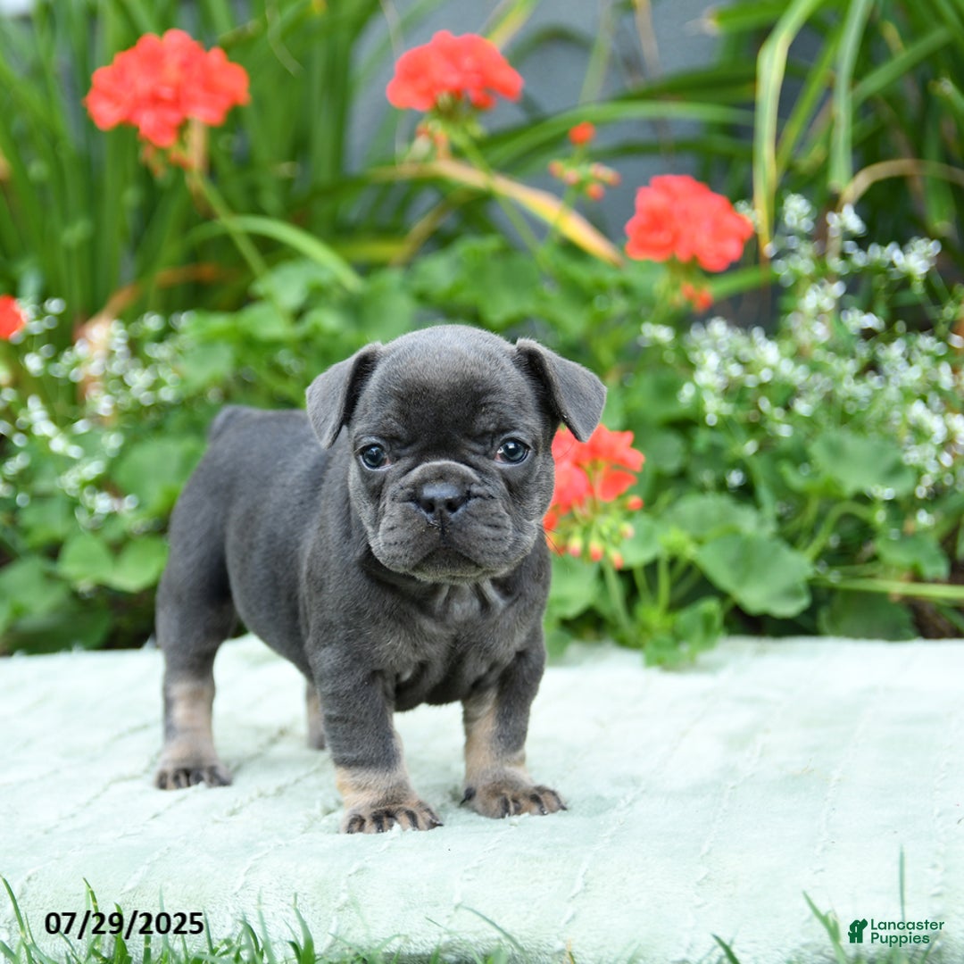 French Bulldog dogs for sale: Brittany - Image 1