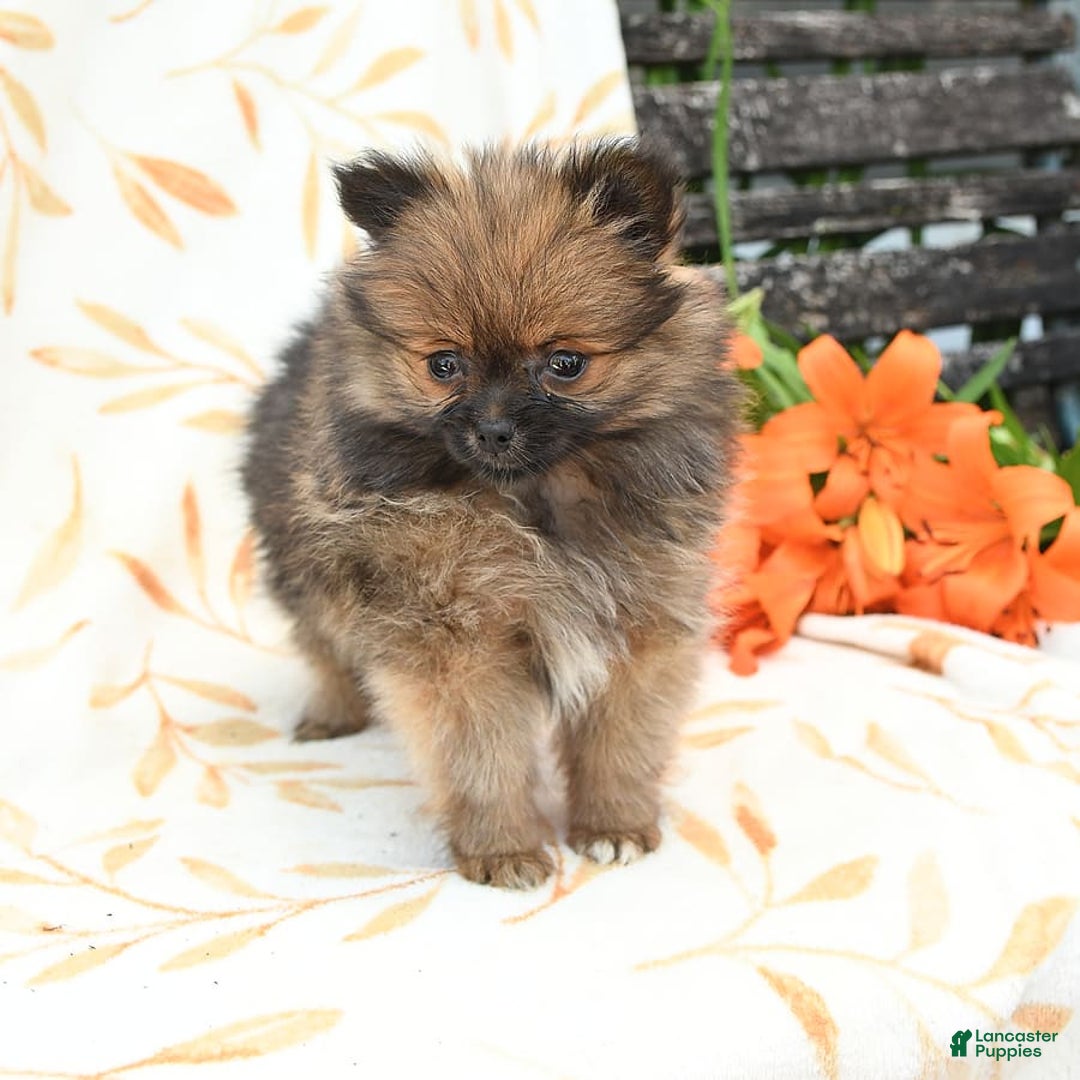 Pomeranian dogs for sale: Joy - Image 9