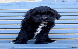 Shihpoo dogs for sale: Maggie - Image 5