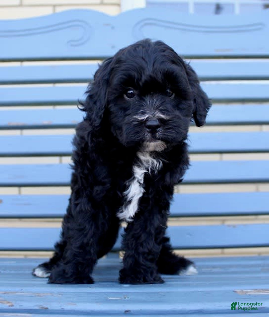 Shihpoo dogs for sale: Maggie - Image 5