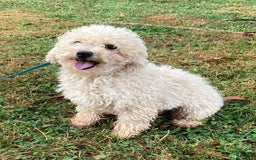Cockapoo dogs for sale: Buddy - Image 8