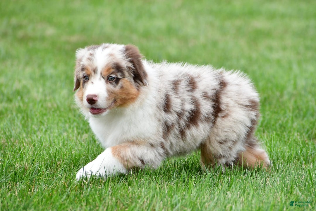 Australian Shepherd dogs for sale: Leo - Image 6