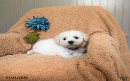 Bichon Frise dogs for sale: Kathy - Image 1