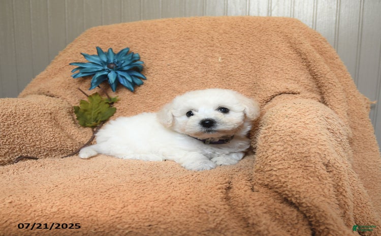 Bichon Frise dogs for sale - Ad 2