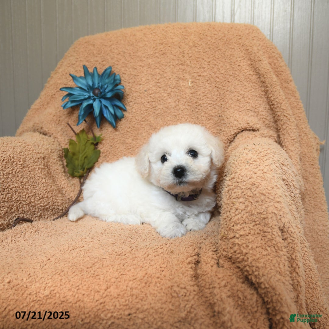 Bichon Frise dogs for sale: Kathy - Image 1