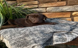German Shorthaired Pointer dogs for sale: Jade - Image 3