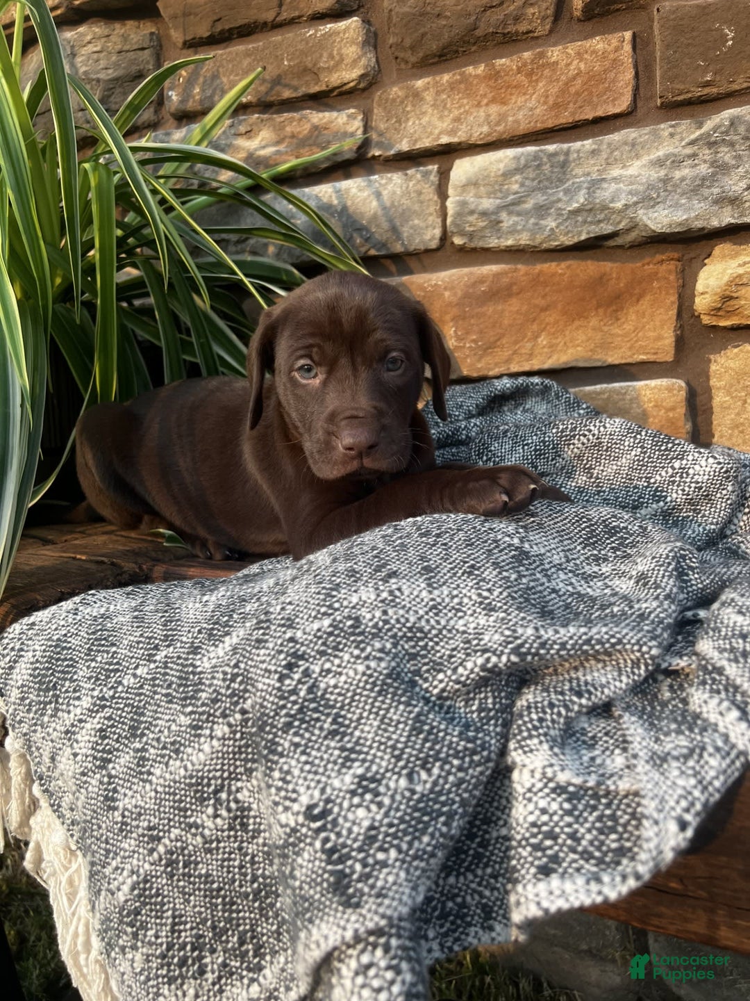 German Shorthaired Pointer dogs for sale: Jade - Image 3