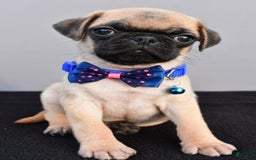 Pug dogs for sale: Pug 2 puppies - Image 6