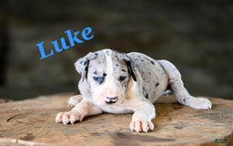 Great Dane dogs for sale: Luke - Image 2