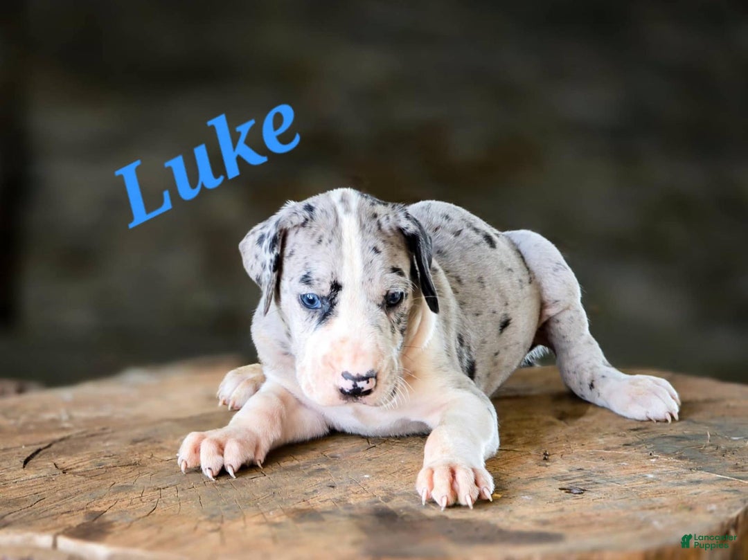 Great Dane dogs for sale: Luke - Image 2