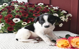 Border Collie dogs for sale: Ruger - Image 1