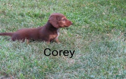 Dachshund dogs for sale: Corey - Image 2
