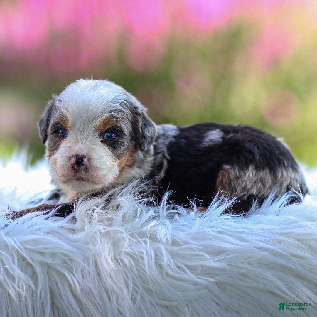 Mini Bernedoodle dogs for sale: Mace - Image 6