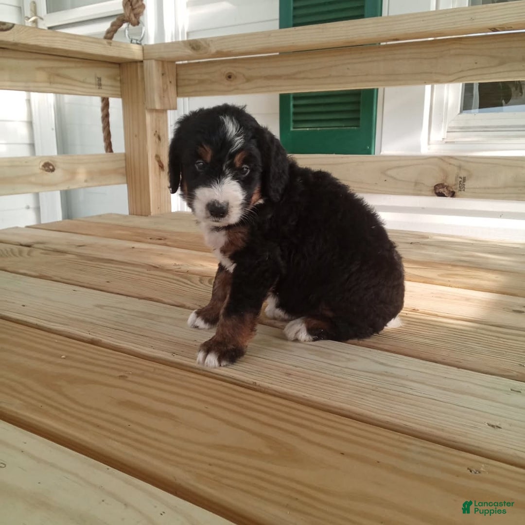 Bernedoodle dogs for sale: Addie - Image 8