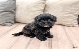 Shihpoo dogs for sale: Leti - Image 1