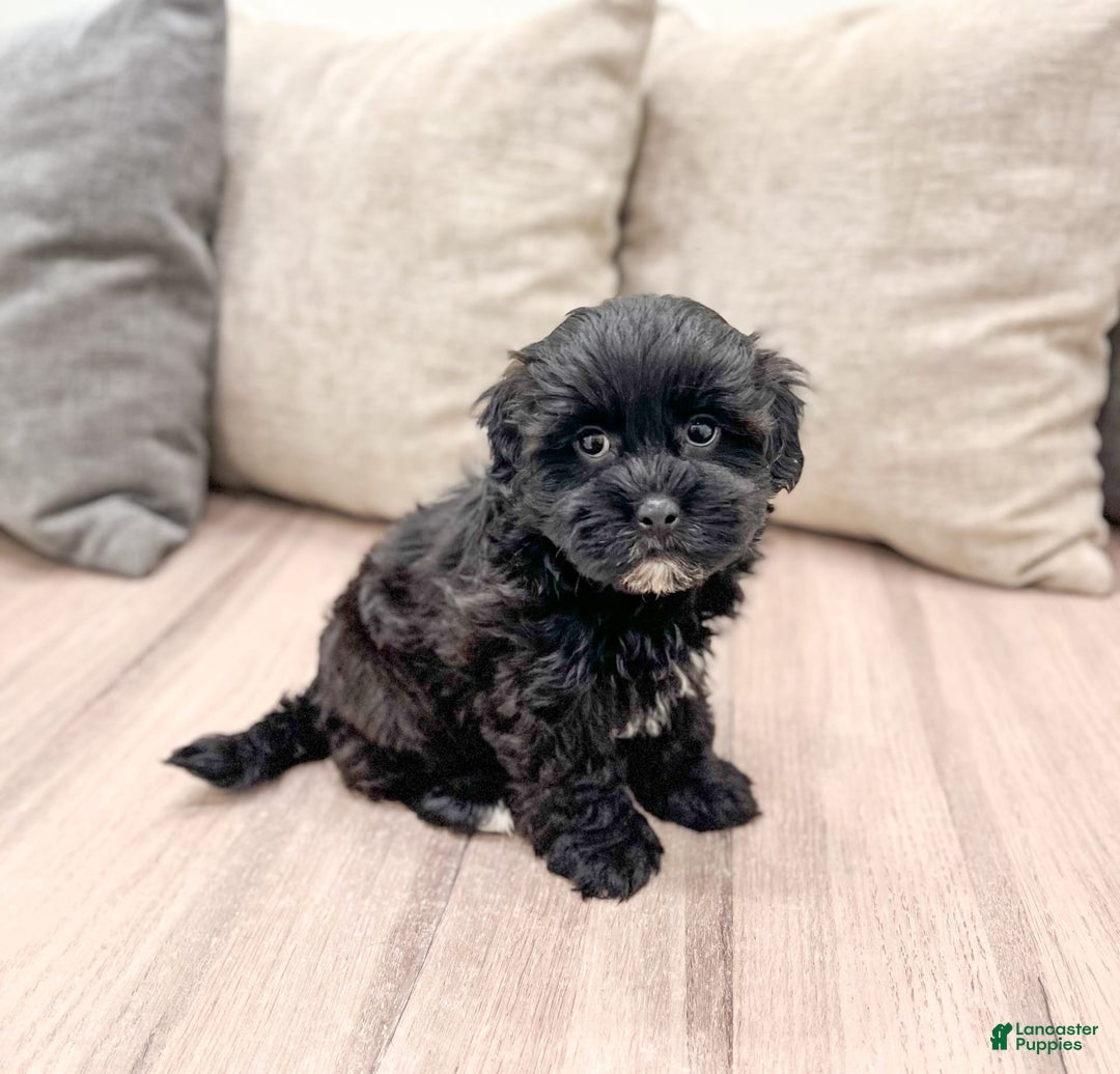 Shihpoo dogs for sale: Leti - Image 1