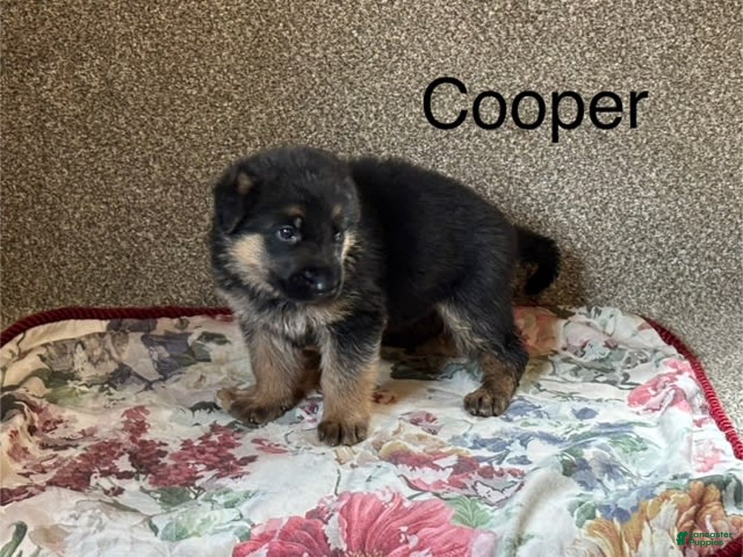 German Shepherd dogs for sale: Cooper - Image 6