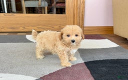 Maltipoo dogs for sale: Wyman - Image 9