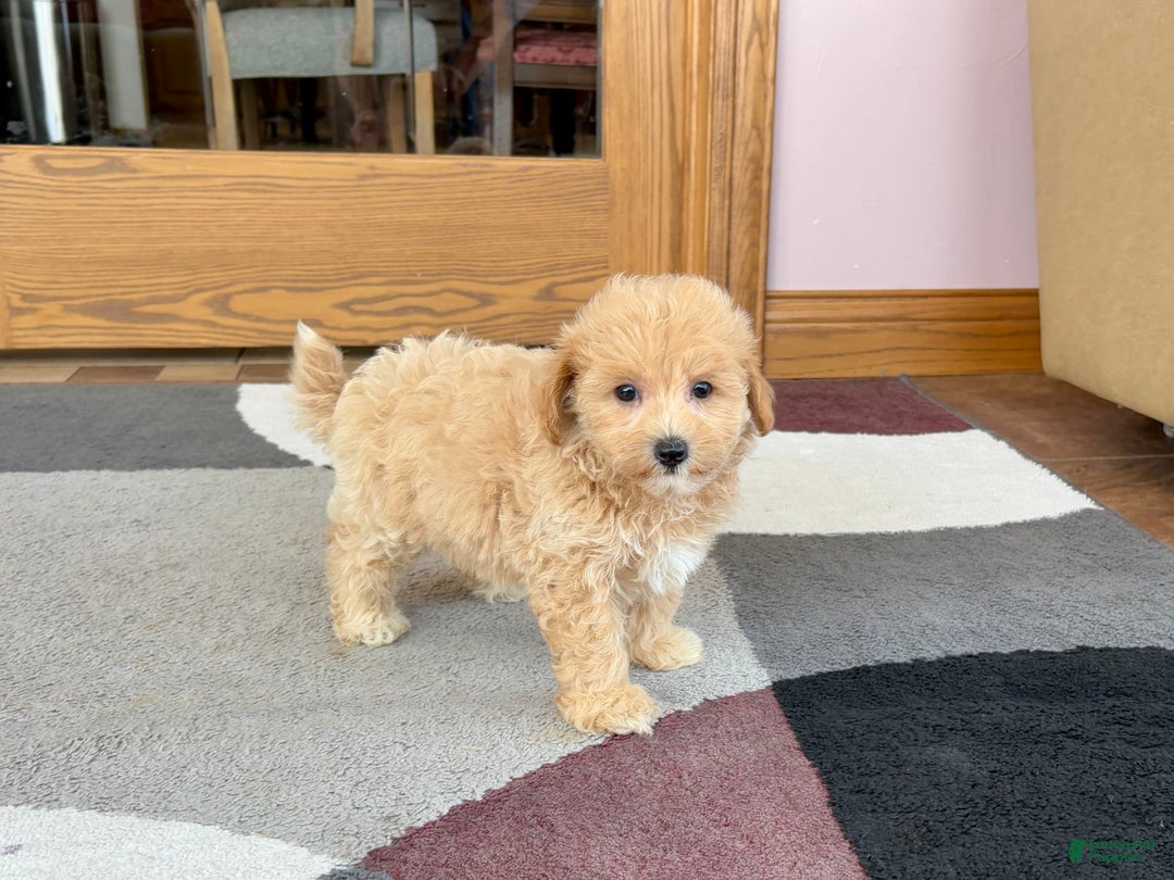 Maltipoo dogs for sale: Wyman - Image 9