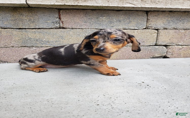 Miniature Dachshund dogs for sale - Ad 1