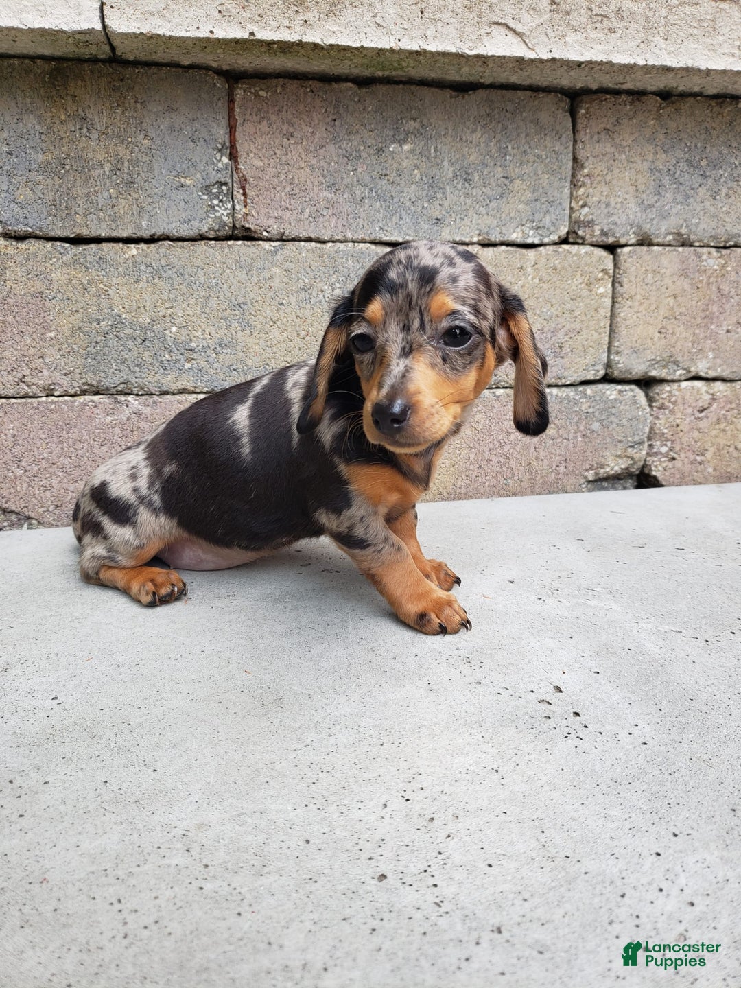 Miniature Dachshund dogs for sale: Sophie - Image 1