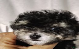 Maltipoo dogs for sale: Olive - Image 15