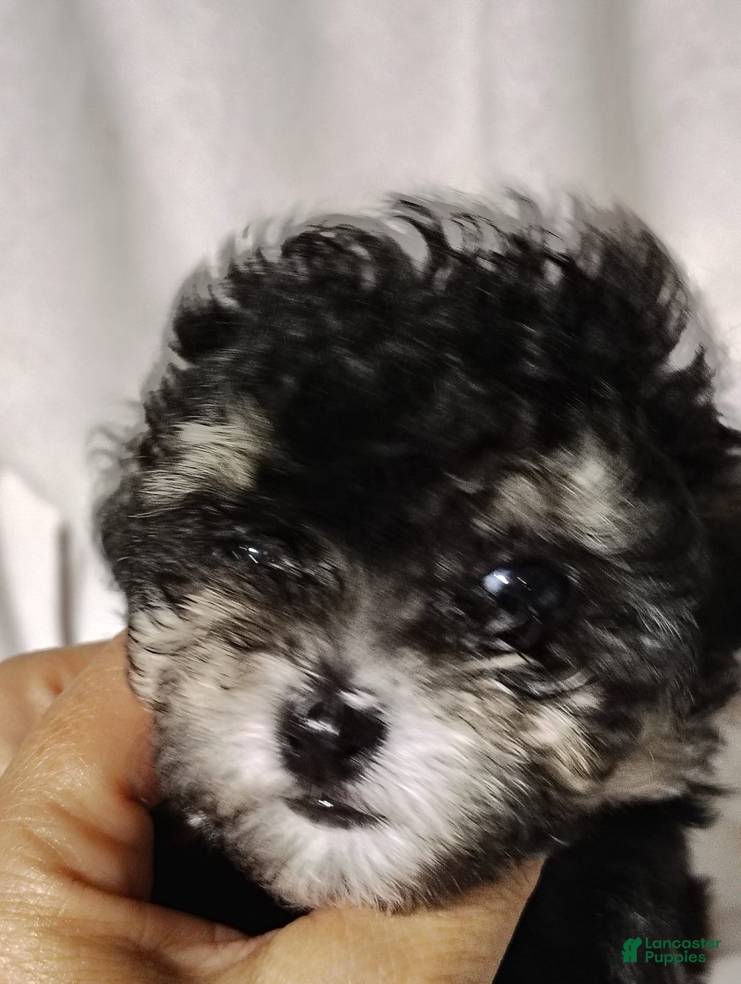 Maltipoo dogs for sale: Olive - Image 15