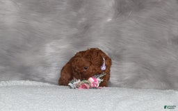 Mini Goldendoodle dogs for sale: Cami - Image 16