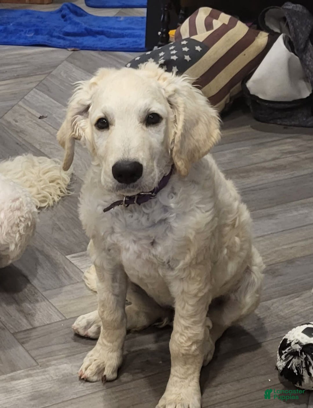Saint Berdoodles dogs for sale: Dobby - Image 3