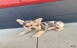 French Bulldog dogs for sale: Zookie - Image 1