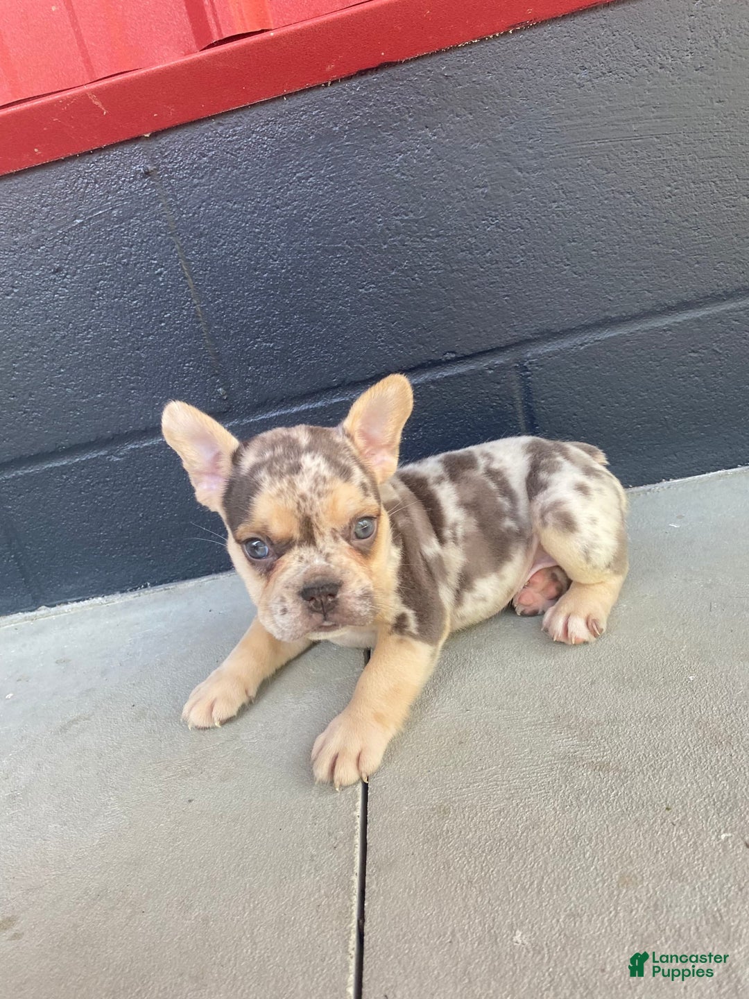 French Bulldog dogs for sale: Zookie - Image 1