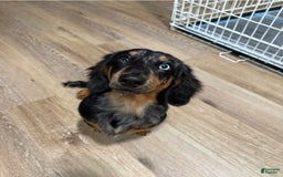 Miniature Dachshund dogs for sale: Twix - Image 5