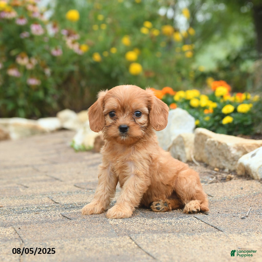 Cavapoo dogs for sale: Abby - Image 4