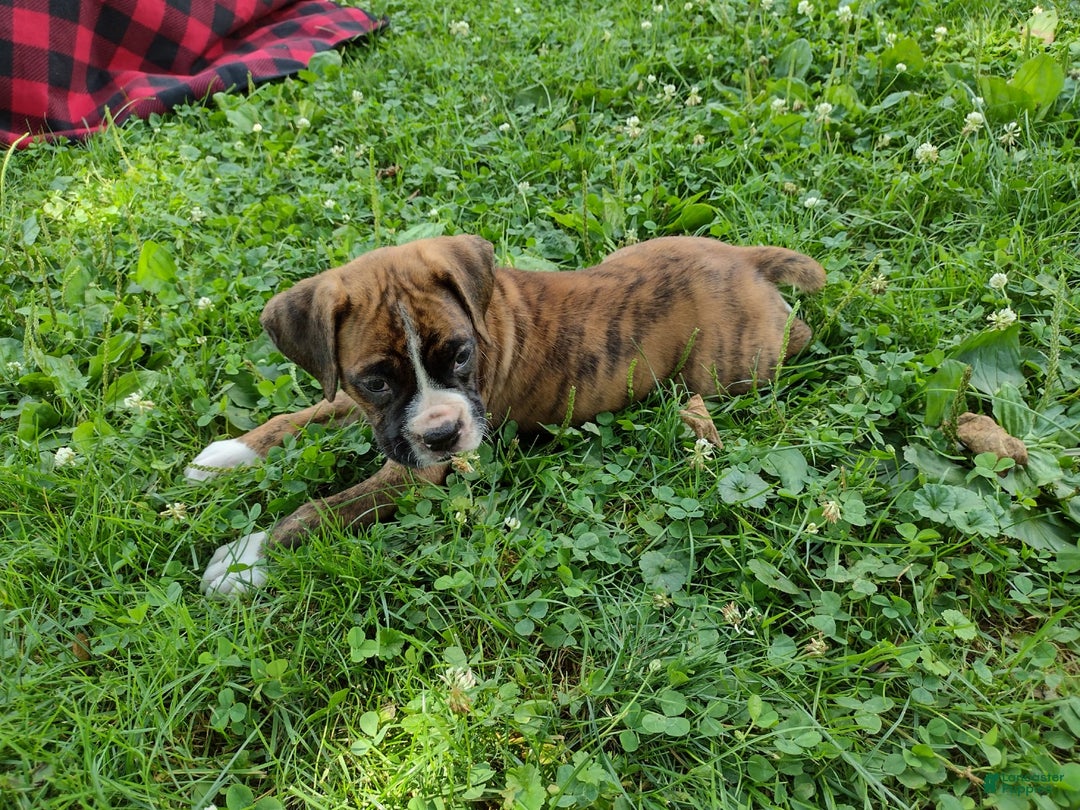 Boxer dogs for sale: Ryder - Image 2