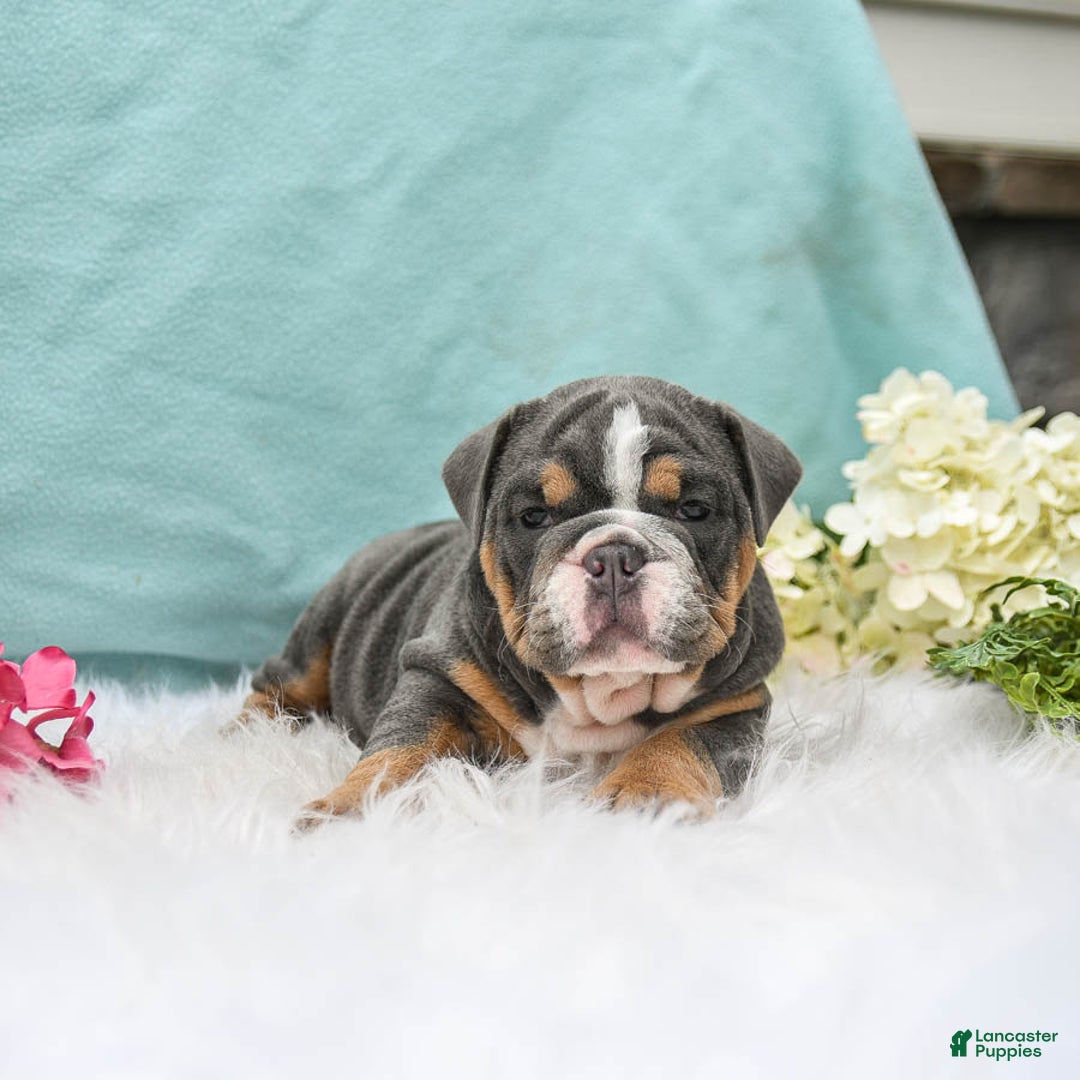 English Bulldog dogs for sale: Bonnie - Image 3
