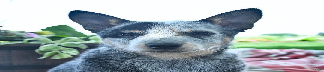 Pluto