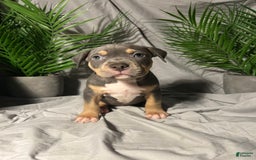 American Bully dogs for sale: Boots - Image 3