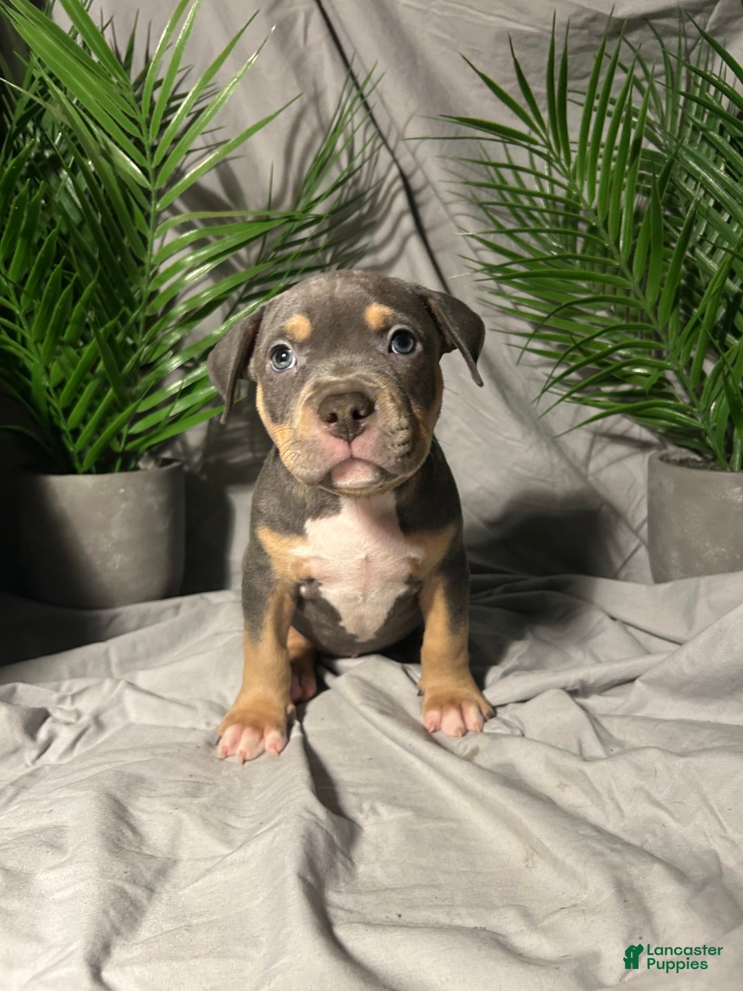 American Bully dogs for sale: Boots - Image 3